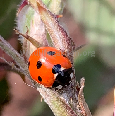 Coccinella septempunctata Seven Spot Ladybirdimage-6