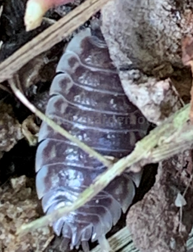 Oniscus asellus – Common Woodlouse