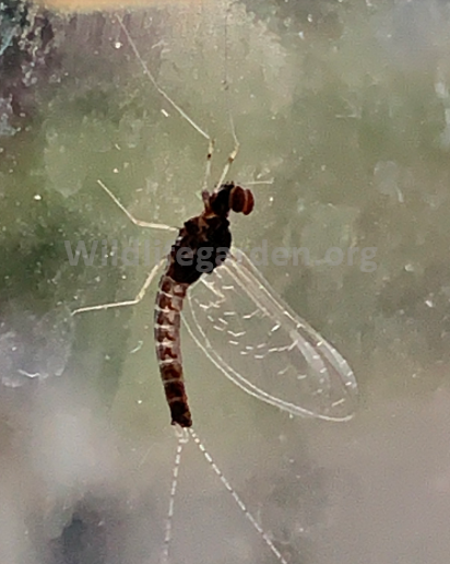 Small Spurwing Mayfly