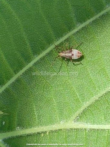 Deraeocoris lutescens&nbsp;