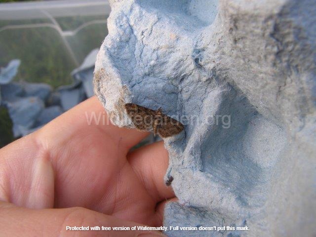 Gymnoscelis rufifasciata