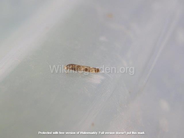 Scrobipalpa costella