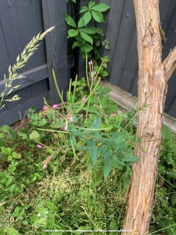 Epilobium parviflorum