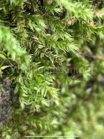 Homalothecium serceum