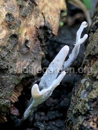 Candle-snuff fungus