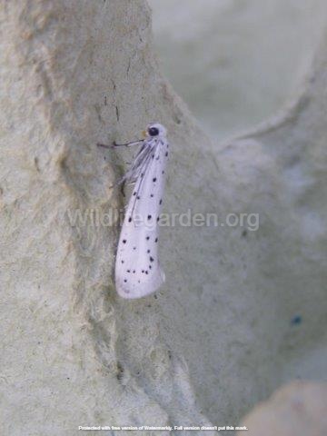 Yponomeuta cagnagella