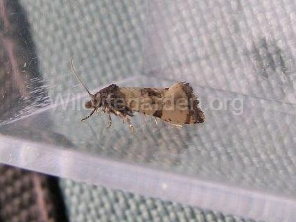 Cochylis atricapitana