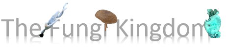 This image has an empty alt attribute; its file name is logo-fungi-kingdom.png