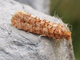 Lozotaeniodes formosana