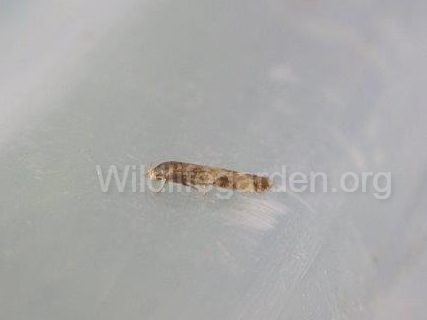 Scrobipalpa costella