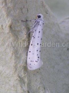 Yponomeuta cagnagella