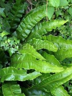 Hart's Tongue Fern