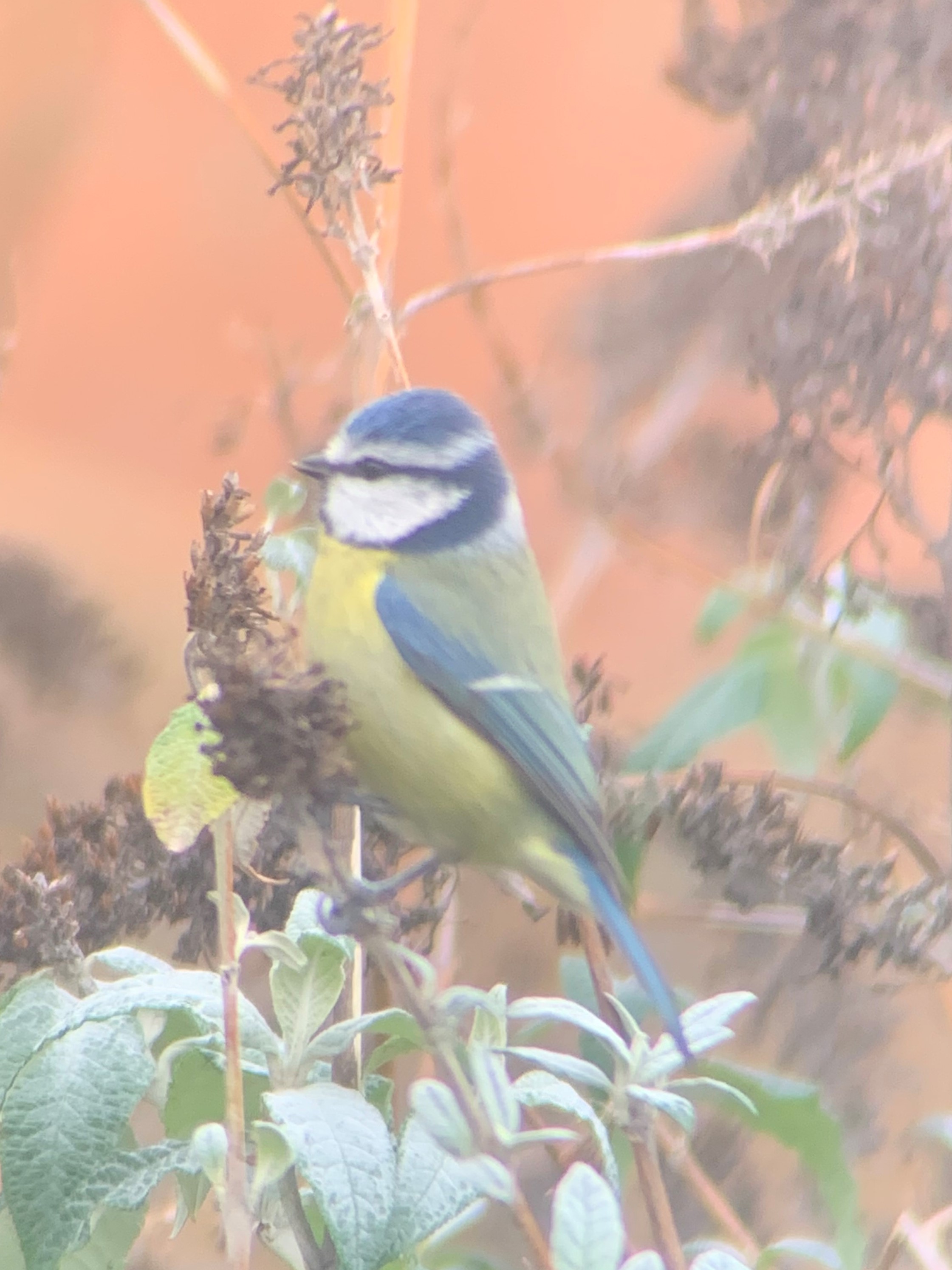 Cyanistes caeruleus.b.29.01.2023