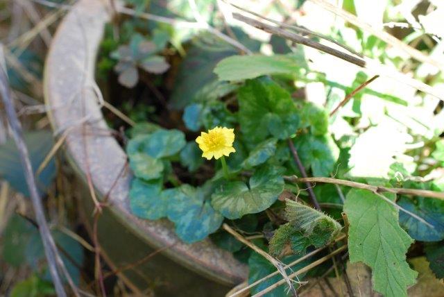 Ficaria verna.07.04.2023.copy