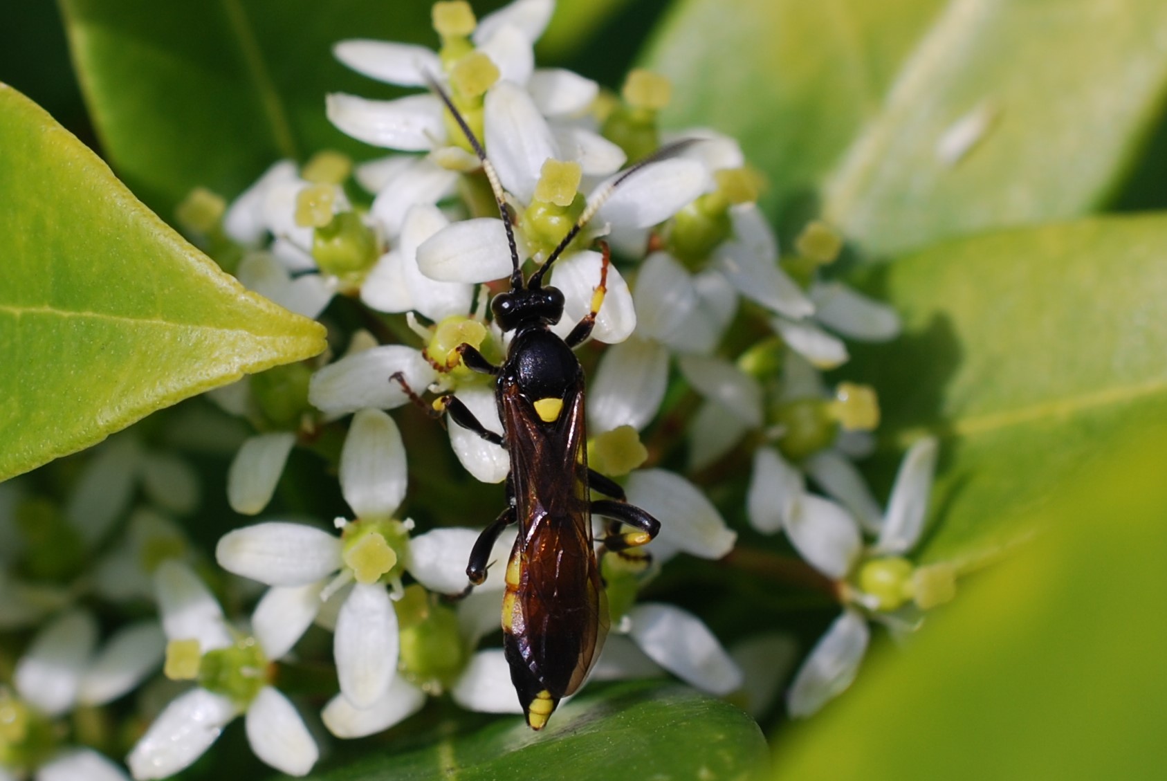 Ichneumon stramentor.b.09.04.2023 (2)