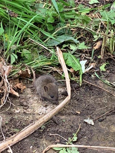 Mus musculus - House Mouse - 22.04.2023.copy