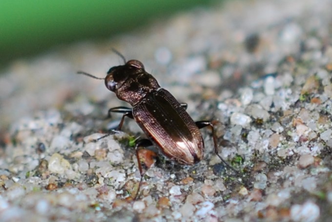 Notiophilus biguttatus.a.08.04.2023. (2)