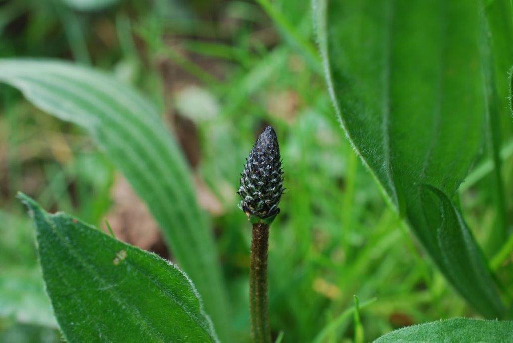 Plantago lanceolata.08.04.2023 (2)