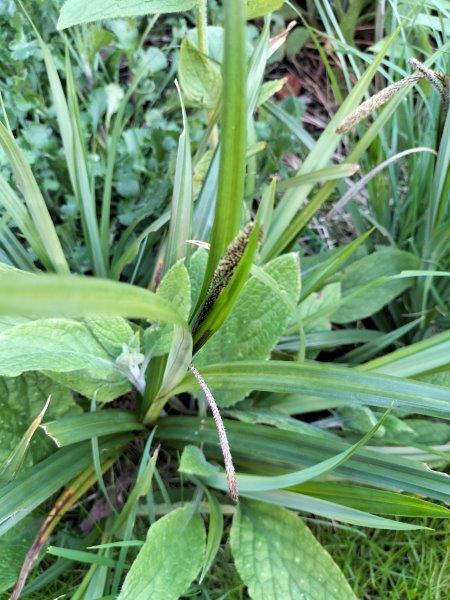 Carex pendula – Pendulous sedge