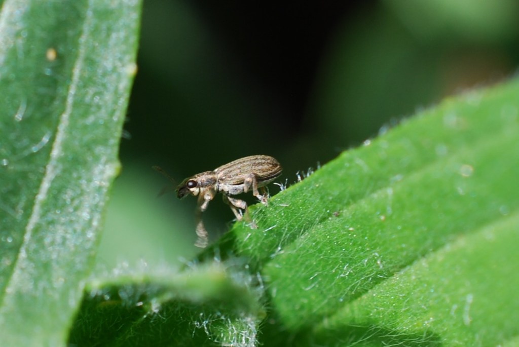 Sitona lineatus.a.08.04.2023 (2)