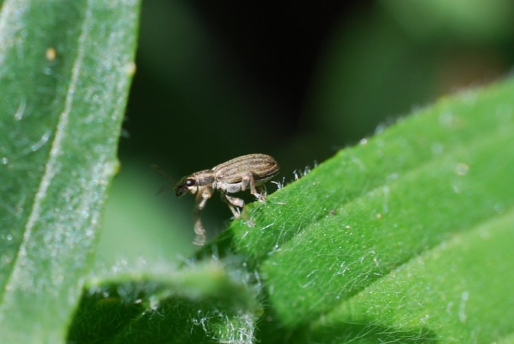 Sitona lineatus.a.08.04.2023 (2)