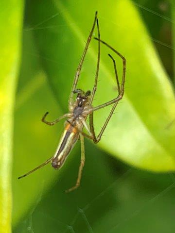 Tetragnatha montana.29.04.2023 copy
