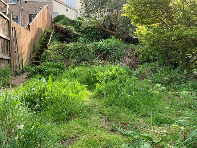 Wildflowers establishing in lawn.a.29.04.2023 copy