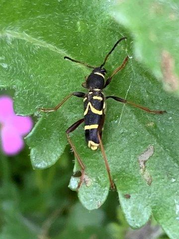 Clytus arietis.12.05.2023a