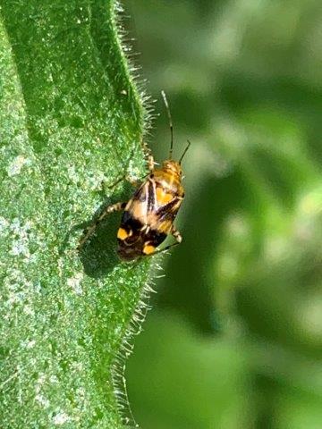 Common Nettle Bug - Liocoris tripustulatus.18.05.202