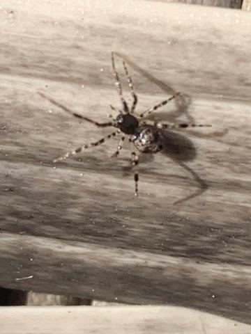 Cryptachaea blattea.29.05.2023