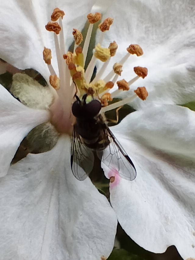 Dasysyrphus albostriatus.b.01.05.2023.copy