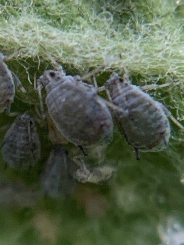 Dysaphis plantaginea.c.28.05.2023 (2)