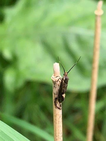 Esperia sulphurella.13.05.2023 (2)
