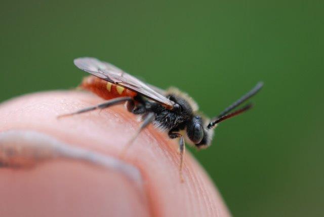 Fabricius Nomad Bee.ac.01.05.2023 (2)