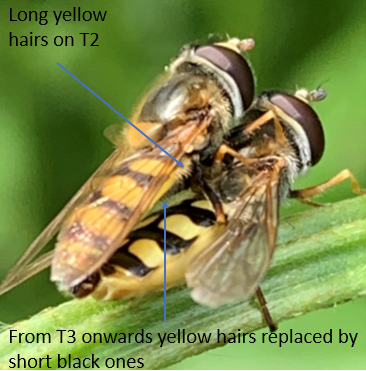 Labelled image