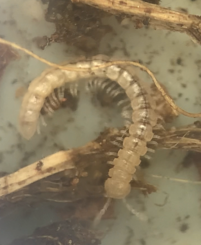 Ophiodesmus albonanus - image-25