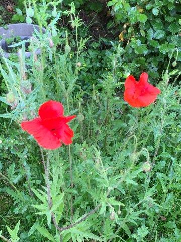 Papaver rhoeas.23.05.2023