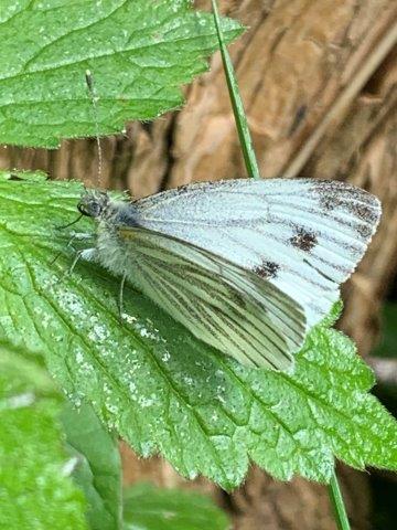 Pieris napi.21.05.2023 (2)