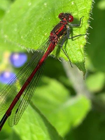 Pyrrhosoma nymphula.18.05.2023 (2)