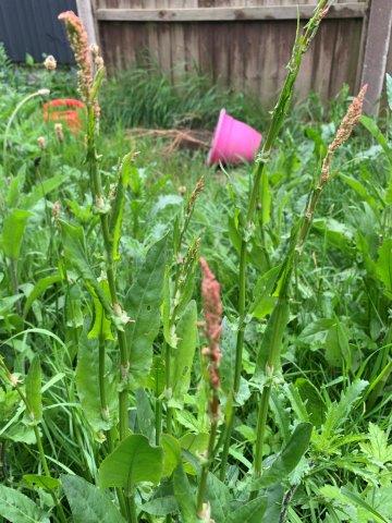 Rumex acetosa.a.13.05.2023 (2)