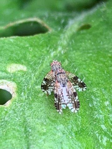 Tephritis spp.29.04.2023c (2)