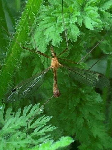 Tipula lunata.b.10.05.2023 - Copy