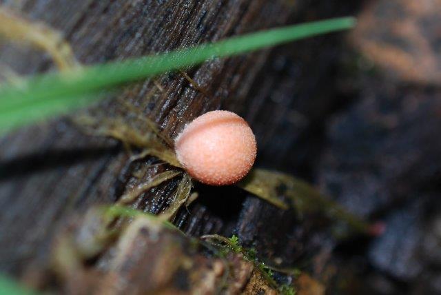 Wolf's Milk. Lycogala epidendrum.a.10.05.2023 (2)
