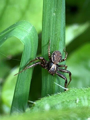 Xysticus spp.18.05.2023