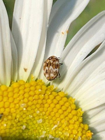 Anthrenus verbasci.04.06.2023 (3)