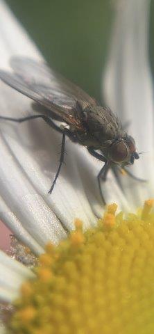 Botanophila fugax.a.12.06.2023