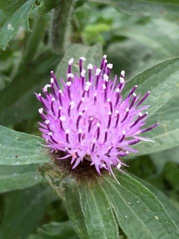 Centaura nigra.15.06.2023 (2)