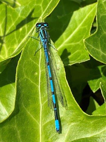 Azure Damselfly