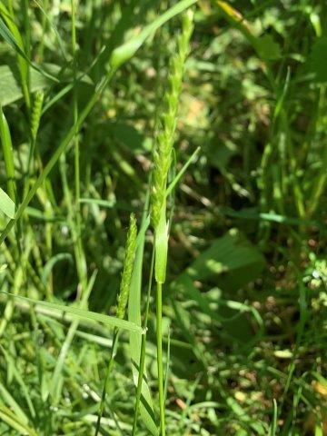 Cynosurus cristatus.04.06.2023 (2)