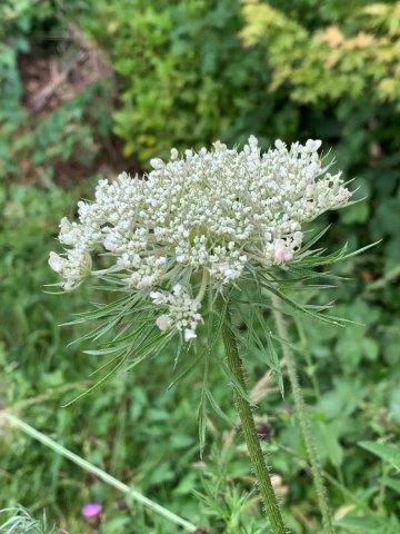 Daucus carota.26.06.2023aresize